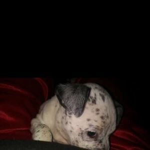 Meet your Posher, Ron